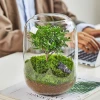 Wholesale of ecological hydroponic plant bottles, glass vases, decorative micro-landscapes, small fish tanks, office desks, and living room ornaments details Picture